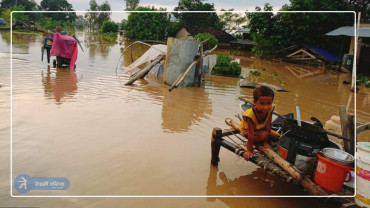कैलालीमा बाढीका कारण गाउँहरू जलमग्न, सयौं परिवार विस्थापित